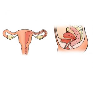 the-uterus